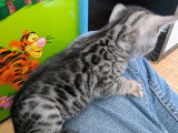 Chatons Bengal LOOF à vendre