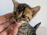 Chatons Bengal LOOF à vendre