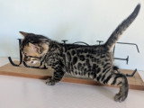 Chatons Bengal LOOF à vendre