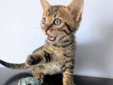 Chatons Bengal LOOF à vendre