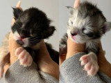 5 Chatons Maine Coon 1 Mois LOOF Réservation