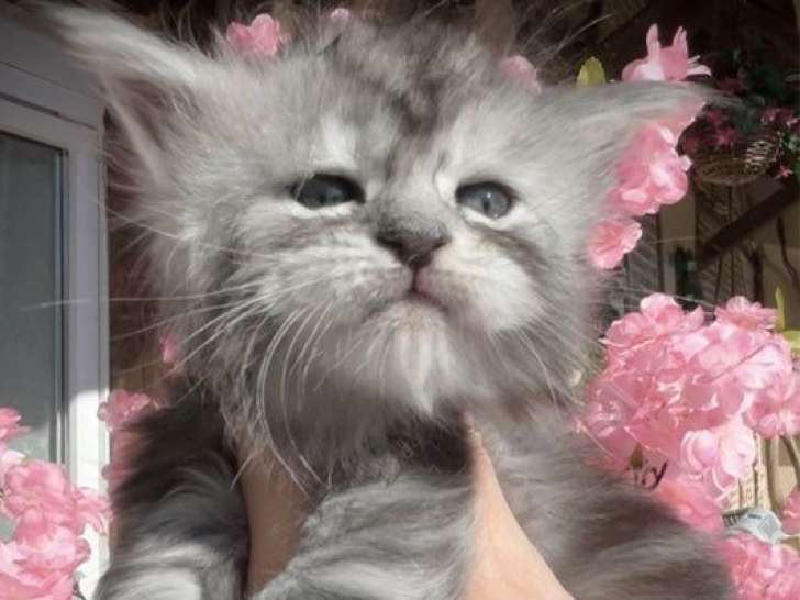 À réserver, 5 chatons Maine Coon LOOF mâles et femelles à vendre