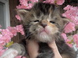 À réserver, 5 chatons Maine Coon LOOF mâles et femelles à vendre