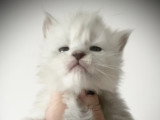 A vendre - Magnifiques chatons Maine Coon