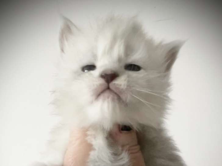 A vendre - Magnifiques chatons Maine Coon