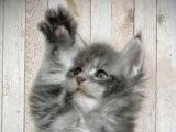 A vendre - Magnifiques chatons Maine Coon