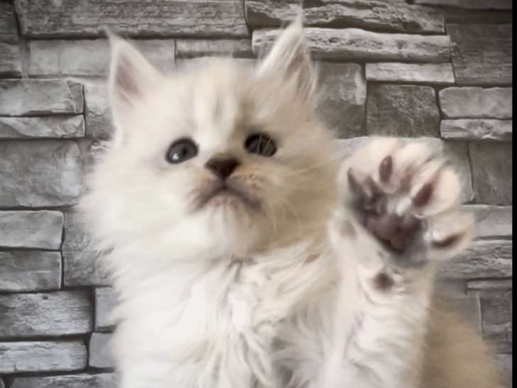 A vendre - Magnifiques chatons Maine Coon