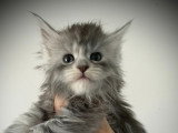 A vendre - Magnifiques chatons Maine Coon