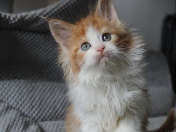 4 chatons Maine Coon non LOOF à vendre, nés en février 2026, 3 mâles et 1 femelle