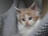 4 chatons Maine Coon non LOOF à vendre, nés en février 2026, 3 mâles et 1 femelle