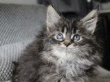 4 chatons Maine Coon non LOOF à vendre, nés en février 2026, 3 mâles et 1 femelle