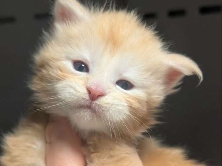 À réserver, 8 chatons Maine Coon LOOF mâles nés en mars 2026