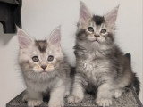 À réserver, 8 chatons Maine Coon LOOF mâles nés en mars 2026