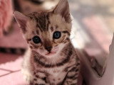 1 chatonne Bengal snow sépia LOOF à vendre, née en février 2026