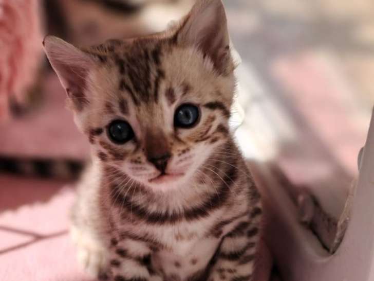 1 chatonne Bengal snow sépia LOOF à vendre, née en février 2026