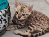 1 chatonne Bengal snow sépia LOOF à vendre, née en février 2026