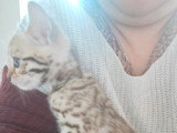 1 chatonne Bengal snow sépia LOOF à vendre, née en février 2026
