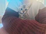 1 chatonne Bengal snow sépia LOOF à vendre, née en février 2026