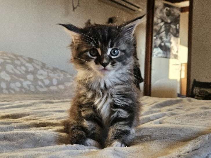 1 Femelle Maine Coon Silver Tabby Et Blanc 2 Mois LOOF Réservation