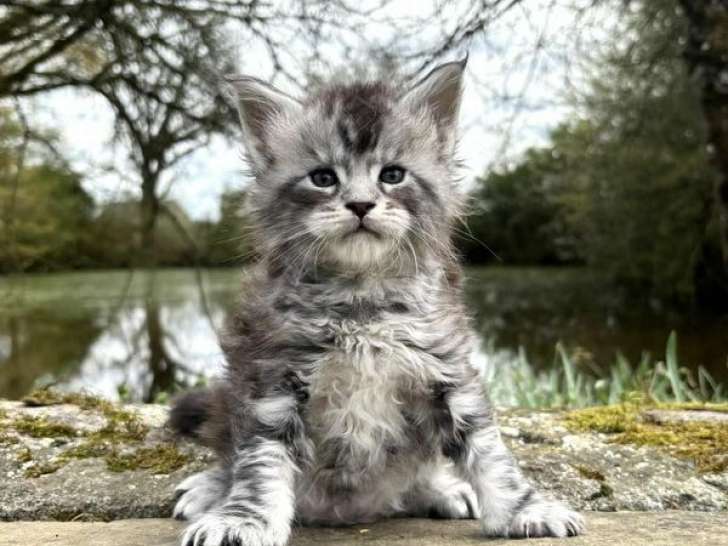 À réserver, 1 chaton Maine Coon LOOF mâle né en février 2026, black silver blotched tabby