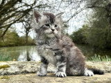 À réserver, 1 chaton Maine Coon LOOF mâle né en février 2026, black silver blotched tabby