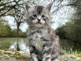 À réserver, 1 chaton Maine Coon LOOF mâle né en février 2026, black silver blotched tabby
