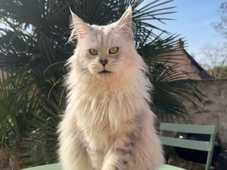 Chatte Maine Coon LOOF à vendre, black silver shaded née en juillet 2022