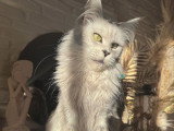 Chatte Maine Coon LOOF à vendre, black silver shaded née en juillet 2022