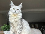 Chatte Maine Coon LOOF à vendre, black silver shaded née en juillet 2022