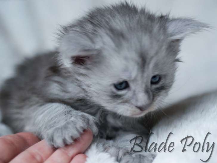 À réserver, 3 chatons Maine Coon blue smoke LOOF, nés en mars 2026, 2 mâles et 1 femelle