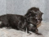 5 Chatons Maine Coon 1 Mois LOOF Réservation