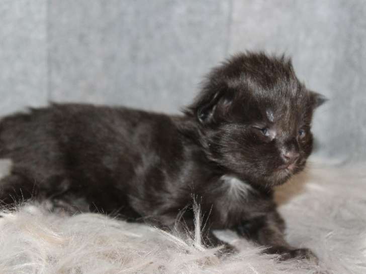 5 Chatons Maine Coon 1 Mois LOOF Réservation