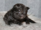 5 Chatons Maine Coon 1 Mois LOOF Réservation
