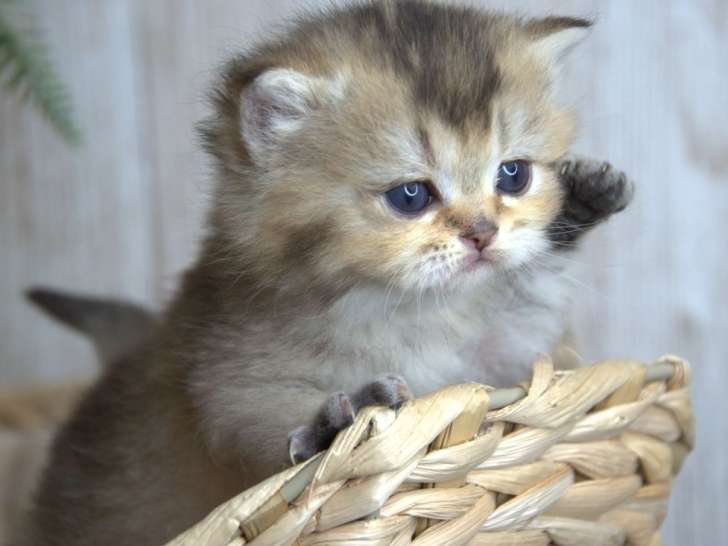 À réserver, 4 chatons British Shorthair LOOF nés en février 2026, black golden
