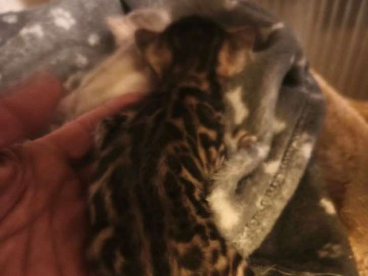 2 chatons Bengal LOOF à vendre, mâle et femelle nés en mars 2026