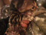 2 chatons Bengal LOOF à vendre, mâle et femelle nés en mars 2026
