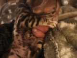 2 chatons Bengal LOOF à vendre, mâle et femelle nés en mars 2026
