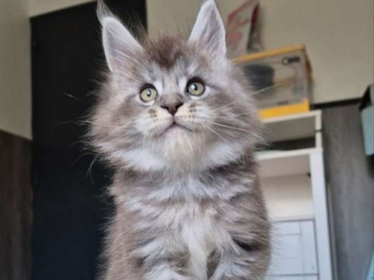 5 chatons Maine Coon à vendre, 3 mâles et 2 femelles nés en février