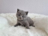 1 chaton British Shorthair bleu LOOF à réserver, mâle né en février 2026