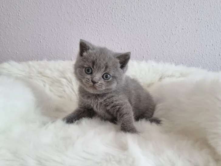 1 chaton British Shorthair bleu LOOF à réserver, mâle né en février 2026