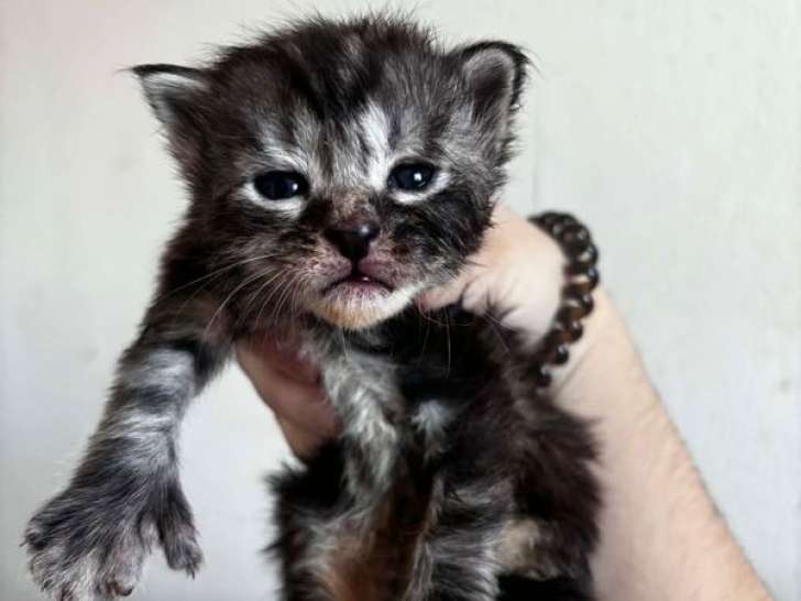 À réserver, 5 chatons Maine Coon LOOF mâles et femelles nés en mars 2026