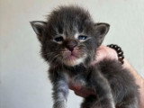 À réserver, 5 chatons Maine Coon LOOF mâles et femelles nés en mars 2026