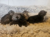 5 chatons Mau Egyptien disponible à la réservation