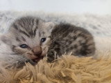 5 chatons Mau Egyptien disponible à la réservation