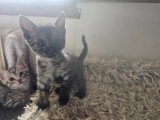5 chatons Mau Egyptien disponible à la réservation
