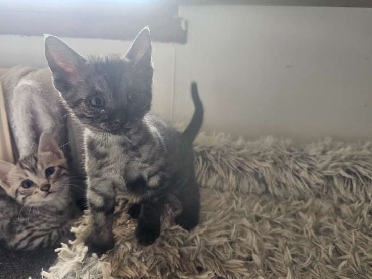 5 chatons Mau Egyptien disponible à la réservation