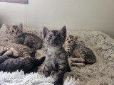 5 chatons Mau Egyptien disponible à la réservation