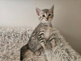 5 chatons Mau Egyptien disponible à la réservation