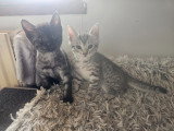 5 chatons Mau Egyptien disponible à la réservation