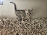 5 chatons Mau Egyptien disponible à la réservation